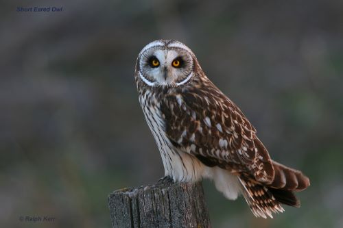 Feathered Wildlife