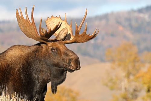 Bull Moose